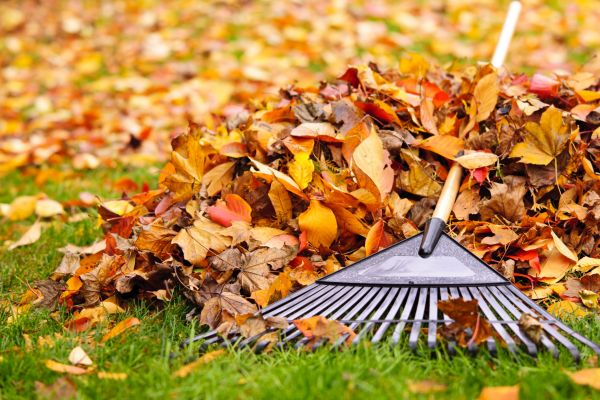 Leaves Removal in Mill Valley