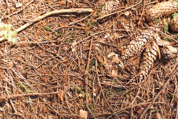 Pine Needles Removal in Mill Valley