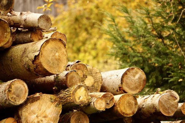 Wood Pile Removal in Mill Valley