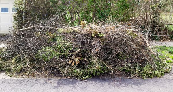 Tree Limb Cleanup in Mill Valley