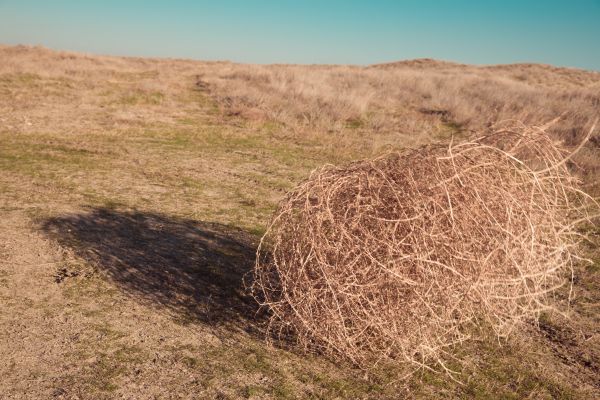 Tumbleweed Removal in Mill Valley