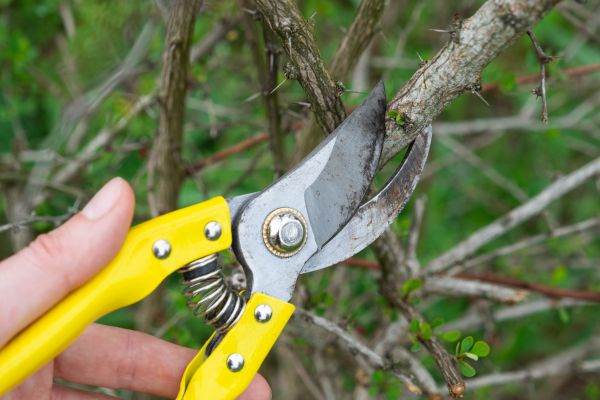 Limbs Removal in Mill Valley