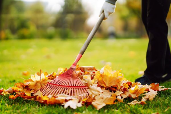 Ditch Leaf Removal in Mill Valley