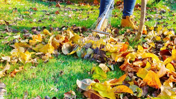 Autumn Leaf Removal in Mill Valley