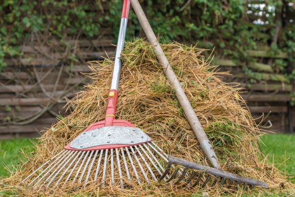 Pine Straw Clearing in Mill Valley