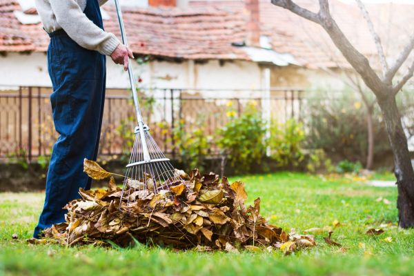Spring Lawn Cleanup in Mill Valley
