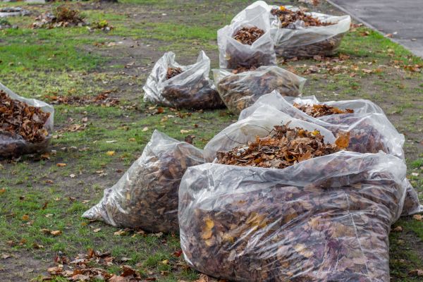Leaf Pile Disposal in Mill Valley