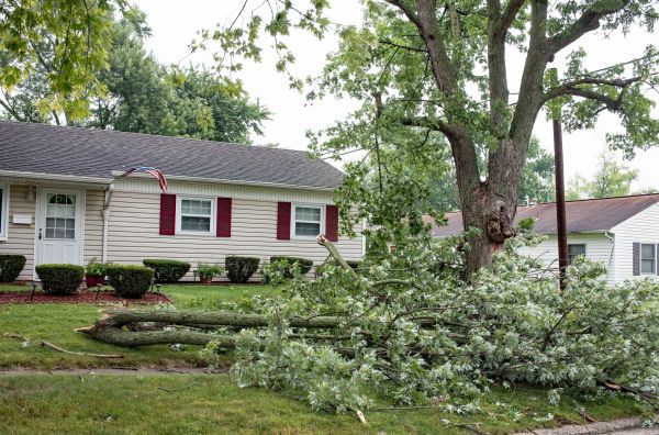 Fallen Branch Removal in Mill Valley